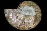 Cut & Polished Ammonite Fossil (Half) - Agate Replaced #146212-1